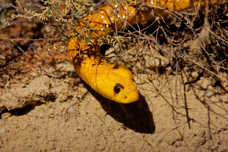 A Cape cobra bit Johan Germeshuizen. Stock image.